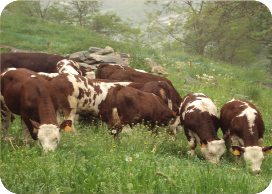 Agriturismo Due Mura - Roccaraso L'Aquila